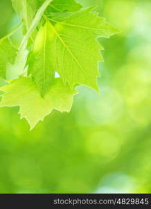 Fresh green foliage background, maple leaves on blur natural backdrop, sunny day, forest nature, spring season concept