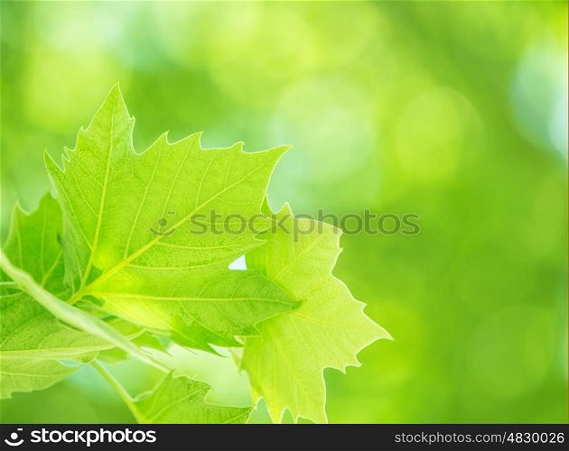 Fresh green foliage background, maple leaves on blur natural backdrop, sunny day, forest nature, spring season concept