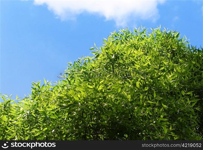 fresh green foliage on a blue sky background