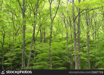 Fresh green forest