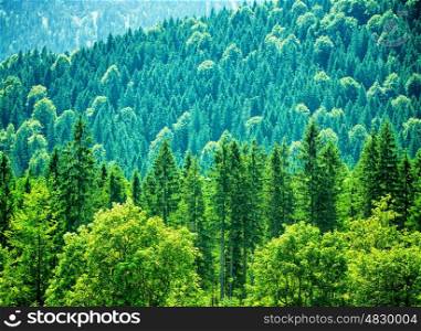 Fresh green forest in Alpine mountains, panoramic landscape, abstract natural background, fantastic nature of Europe
