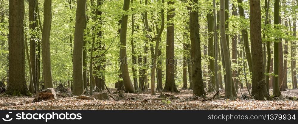 fresh green forest on spring morning in april with young beech leaves