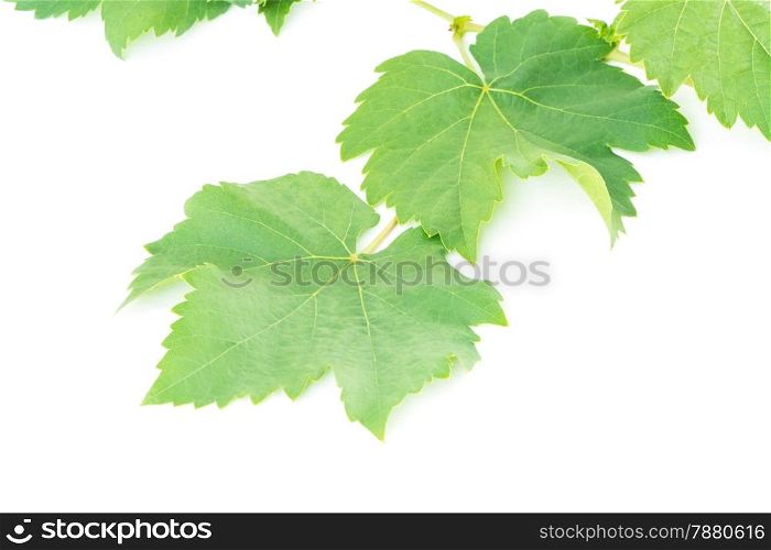 Fresh green gape leaf, isolated on white background