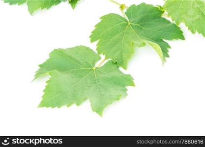Fresh green gape leaf, isolated on white background