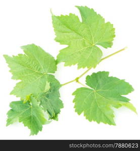 Fresh green gape leaf, isolated on white background