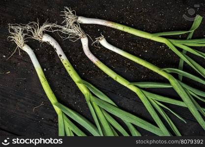 Fresh green garlic on dark wooden table.