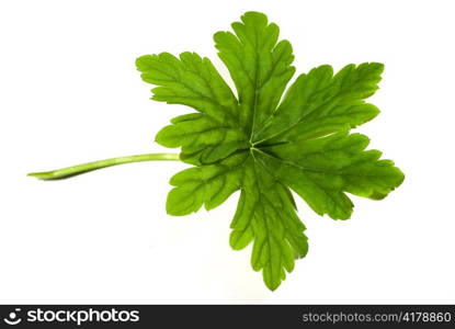 fresh green geranium leaf isolated on white background