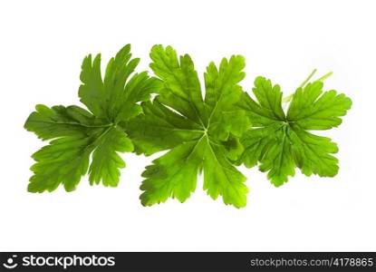 fresh green geranium leaves isolated on white background