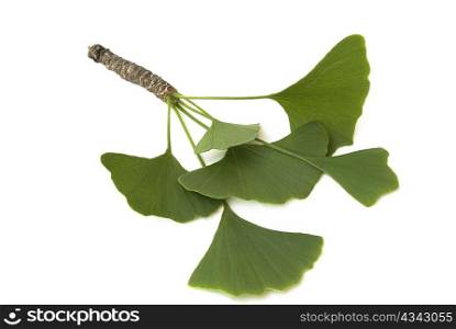 fresh green ginkgo biloba branch with leaves isolated on white background