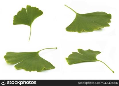 fresh green ginkgo biloba leaf isolated on white background