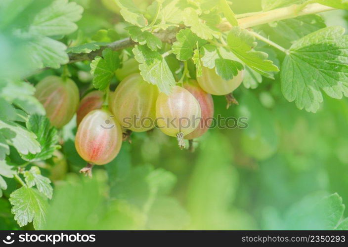 Fresh green gooseberries on a branch. Ripe green gooseberry  with sunlight. . Gooseberry in the fruit garden. 