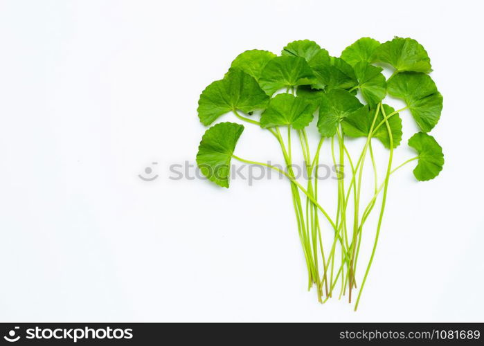 Fresh green Gotu kola on whitebackground. Copy space