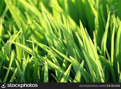 fresh green grass and sunlight background close up