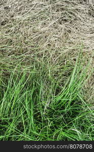 Fresh green grass and yellowed dry grass background