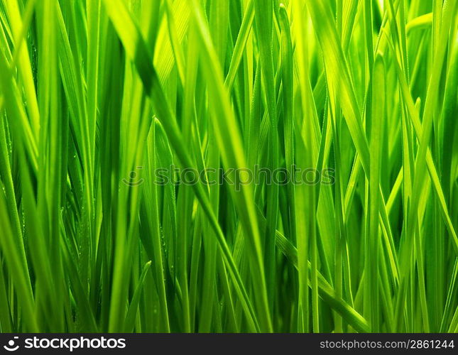 Fresh green grass background