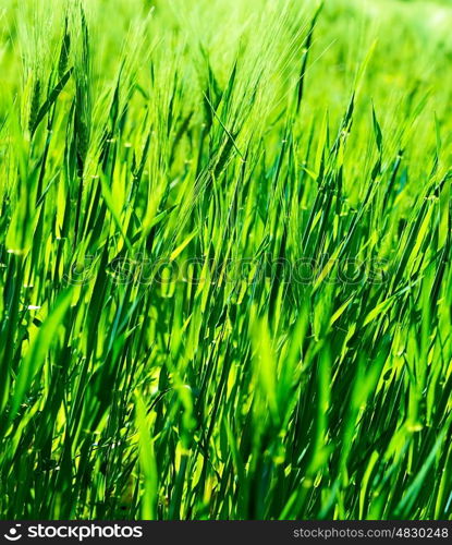 Fresh green grass background, abstract natural backdrop, sunny day, beautiful grassy field, spring nature concept