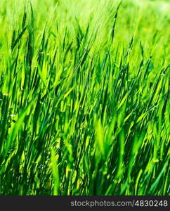 Fresh green grass background, abstract natural backdrop, sunny day, beautiful grassy field, spring nature concept