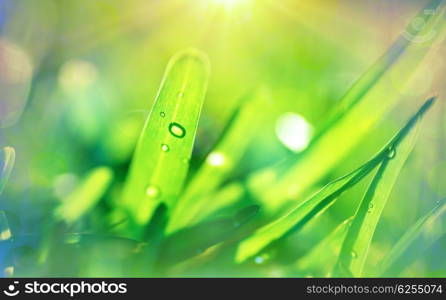 Fresh green grass background, bright spring sunny day, shallow depth of field, abstract natural wallpaper&#xA;