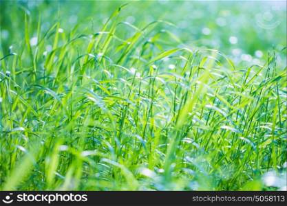 Fresh green grass background, closeup photo of a lush juicy grassy field in sunny day, natural wallpaper, spring time season