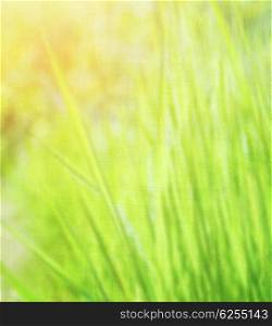 Fresh green grass background, sunny day, natural textured wallpaper, beautiful nature, eco environment, spring nature concept