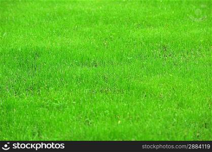 fresh, green grass clippings on lawn