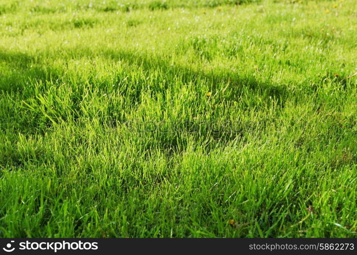 fresh, green grass clippings on lawn