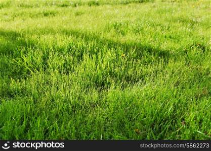 fresh, green grass clippings on lawn