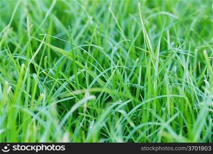 fresh green grass closeup outdoor
