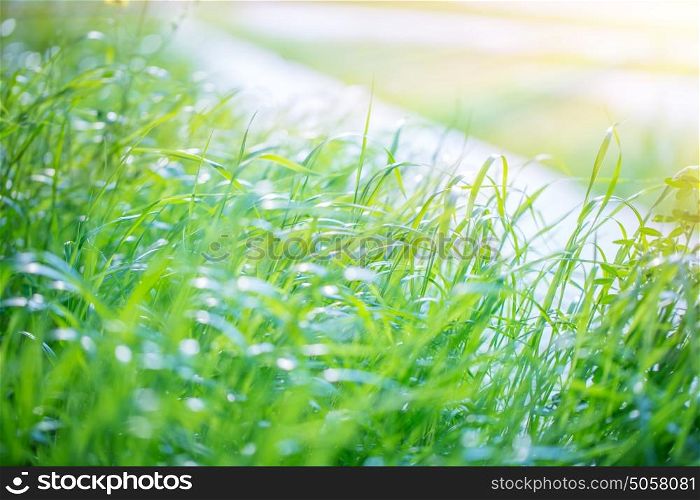 Fresh green grass field, nice warm sunny day, good weather, beautiful spring nature, natural background wallpaper