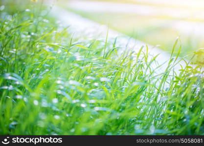 Fresh green grass field, nice warm sunny day, good weather, beautiful spring nature, natural background wallpaper