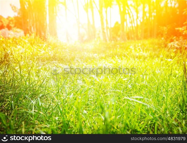 Fresh green grass glade with bright yellow sun beam, sunny day, spring nature, beautiful sunrise in the forest