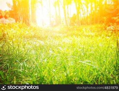 Fresh green grass glade with bright yellow sun beam, sunny day, spring nature, beautiful sunrise in the forest