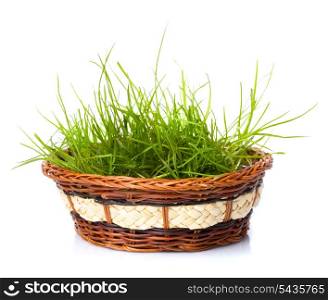 fresh green grass in basket isolated on white background