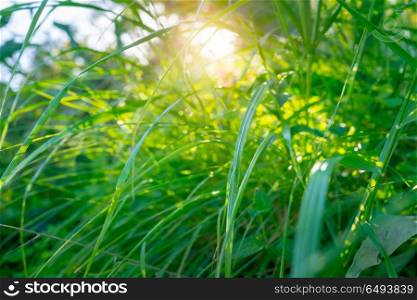 Fresh green grass in bright sunny day, abstract natural background, freshness of spring nature, save the planet concept. Perfect spring sunny day