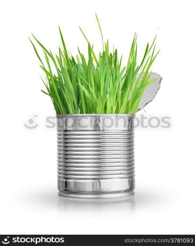 Fresh green grass in can. Isolated on white