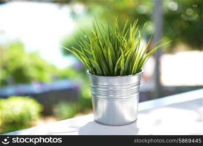 fresh green grass in glass at table