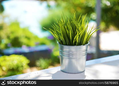 fresh green grass in glass at table