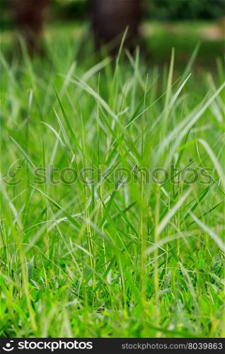 Fresh green grass in public park, select focus and ant view over a green grass out of focus background of grass