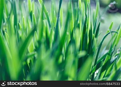 Fresh green grass in sunshine. Shallow Dof. The fresh green grass in sunshine. Shallow Dof