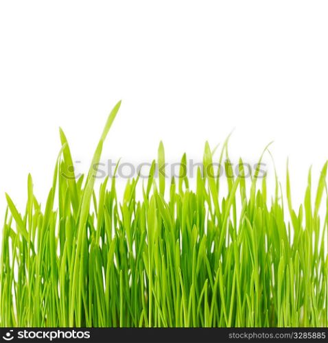fresh green grass isolated on white