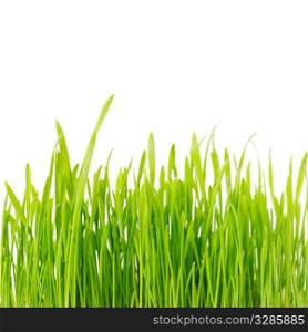 fresh green grass isolated on white