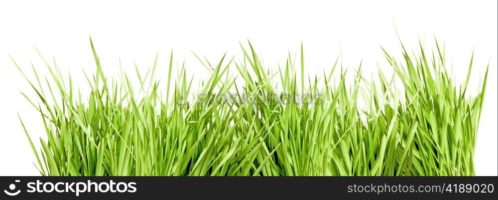 Fresh Green Grass Isolated on White Background