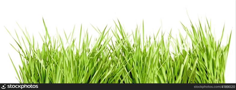 Fresh Green Grass Isolated on White Background