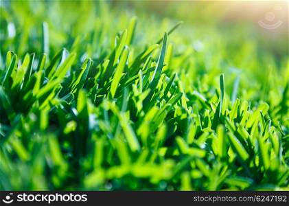 Fresh green grass lawn, spring natural background, sunny day, beautiful floral pattern, football field