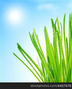 Fresh green grass macro border over blue clean sky background, healthy nature concept