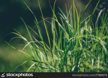 Fresh Green Grass on Sunny Day on the Meadow. Spring Nature. Beauty of Wild Summertime Garden. Closeup Photo. Green Grass Background