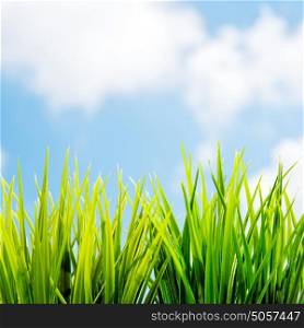 Fresh green grass over blue sky background, Easter holiday background, beautiful natural spring and summer border, sunny day