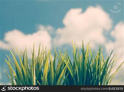 Fresh green grass over blue sky with white clouds, abstract natural background, freshness of spring season. Fresh green grass