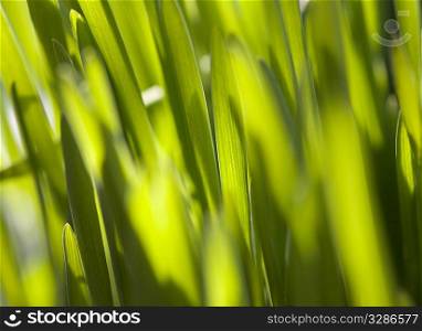 Fresh green grass (shallow DoF)