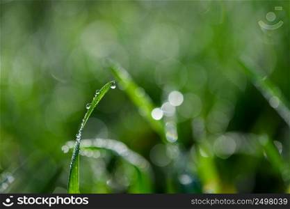 Fresh green grass stem with morning dew drops macro closeup
